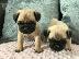 PoulaTo: pug kc reg